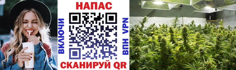 Бошки Шишки планчик  Купить  Александровское 